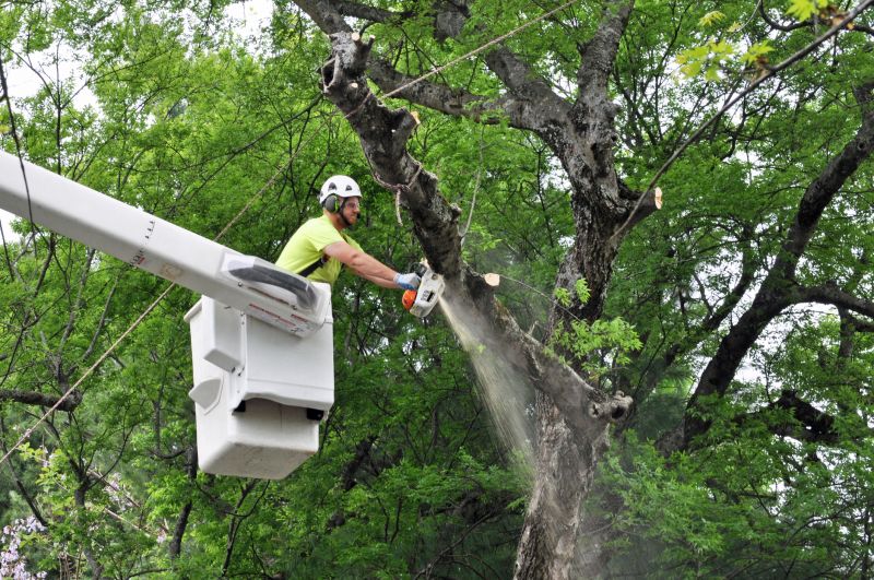Tree Removal Service in Allentown, PA