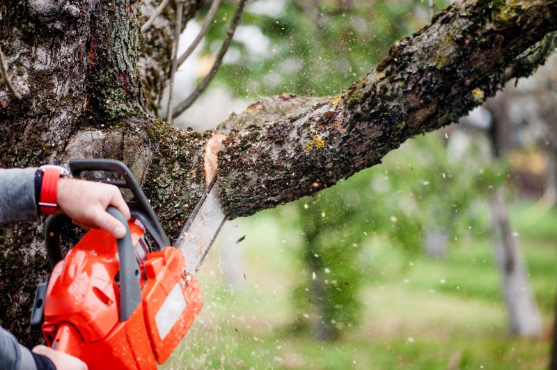 Willow Tree Removal in Reno, NV